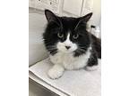 Lawrence, Domestic Mediumhair For Adoption In Greater Napanee, Ontario