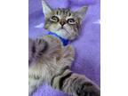 Tiny Tim, Domestic Shorthair For Adoption In Athens, Tennessee