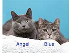 Angel (bonded Pair With Blue), Domestic Shorthair For Adoption In Parma, Ohio