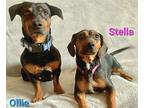 Stella And Ollie, Dachshund For Adoption In Bensalem, Pennsylvania