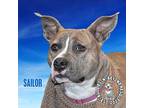 Sailor, American Staffordshire Terrier For Adoption In Omaha, Nebraska