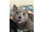 Wolfie (i'm In Foster Care!), Domestic Shorthair For Adoption In Brooklyn
