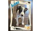 Loki, American Staffordshire Terrier For Adoption In Grove, Oklahoma