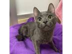 Eevee, Russian Blue For Adoption In Parlier, California