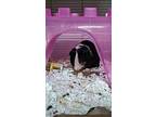 Patches, Guinea Pig For Adoption In Milpitas, California