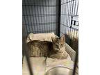 Lacey & Gracie, Domestic Shorthair For Adoption In New Richmond, Wisconsin