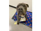 Kody, American Pit Bull Terrier For Adoption In Chicago, Illinois
