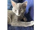 Mittens, Domestic Shorthair For Adoption In Northwood, New Hampshire