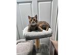 Spice, Domestic Shorthair For Adoption In Umatilla, Florida