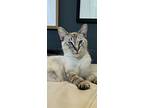Fiona, Siamese For Adoption In For Lauderdale, Florida