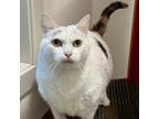 Biz, Domestic Shorthair For Adoption In San Francisco, California