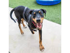 Levi, Doberman Pinscher For Adoption In San Francisco, California