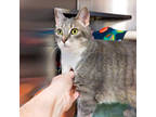 Alice, Domestic Shorthair For Adoption In Ann Arbor, Michigan