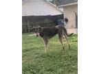 Pup Doberman India, Doberman Pinscher For Adoption In Boca Raton, Florida