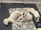 Hazelnut, Jack Russell Terrier For Adoption In Key Largo, Florida