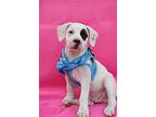 Hickory, Jack Russell Terrier For Adoption In Key Largo, Florida