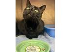 Cici, Domestic Shorthair For Adoption In Thornhill, Ontario