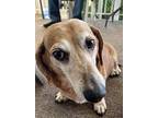 Charlie, Dachshund For Adoption In Renton, Washington