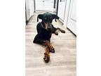 Ryder, Doberman Pinscher For Adoption In Houston, Texas