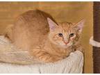 Dorito, Domestic Mediumhair For Adoption In Elmwood Park, New Jersey