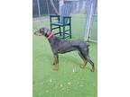 Cleopatra 3220, Doberman Pinscher For Adoption In Oakland Park, Florida