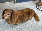 Roxy, Dachshund For Adoption In Bartlesville, Oklahoma