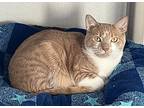 Casey, Domestic Shorthair For Adoption In Larchmont, New York