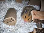 Rosie, Hamster For Adoption In Faribault, Minnesota