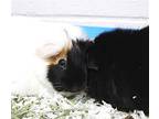 42759 & 42760 Cookie And Cream, Guinea Pig For Adoption In Ellicott City