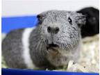 42729 & 42730 Lilly And Daisy, Guinea Pig For Adoption In Ellicott City