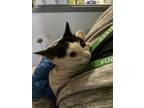 Gilla, Domestic Shorthair For Adoption In Knoxville, Tennessee