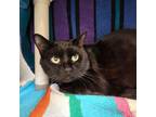 Five, Domestic Shorthair For Adoption In Bingham Farms, Michigan