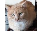 Courage, Domestic Shorthair For Adoption In Buhl, Idaho