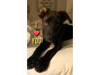 Adopt Blu New Caney The Sweetest Puppy a Labrador Retriever