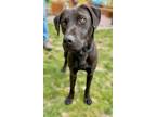 Clyde, Labrador Retriever For Adoption In Voorhees, New Jersey