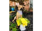 Adopt Rio Orem Precious Little Boy a German Shepherd Dog, Mixed Breed