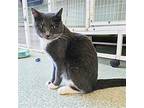 Mercedes, Domestic Shorthair For Adoption In Chicago, Illinois