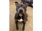 Jubilee Iv 53, American Pit Bull Terrier For Adoption In Cleveland, Ohio