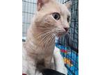 Saturn, Domestic Shorthair For Adoption In Bowling Green, Kentucky