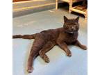 Leo, Domestic Shorthair For Adoption In Madison, Wisconsin