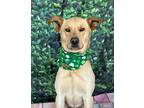 Schnitzel, Labrador Retriever For Adoption In Wayne, New Jersey