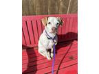 Grace, Jack Russell Terrier For Adoption In Lynnwood, Washington