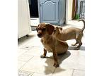 Vesper, Terrier (unknown Type, Medium) For Adoption In Candler, North Carolina