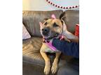 Adopt Zuka Lopez a Pit Bull Terrier, German Shepherd Dog