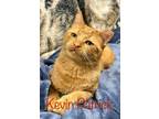 Adopt Kevin Patrick a Domestic Short Hair