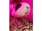 Margaret, Guinea Pig For Adoption In Frederick, Maryland
