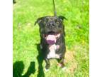 Adopt Mr. T (Cupcake) a Staffordshire Bull Terrier