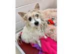 Nellie, Terrier (unknown Type, Small) For Adoption In Frederick, Maryland