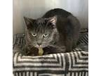 Sarai, Domestic Shorthair For Adoption In Lansing, Michigan