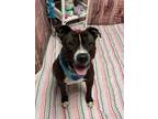 Adopt Baki A163234 a Pit Bull Terrier